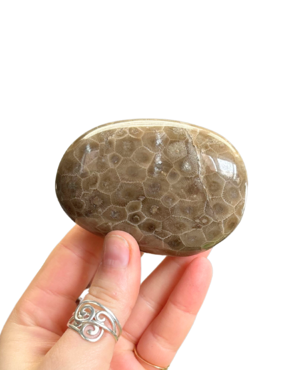 Polished Petoskey Stone