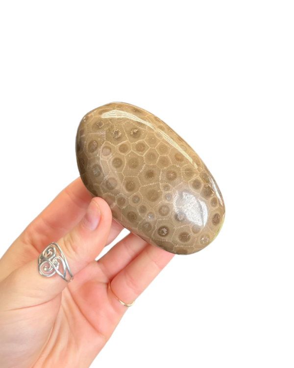 Polished Petoskey Stone