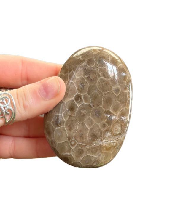 Polished Petoskey Stone