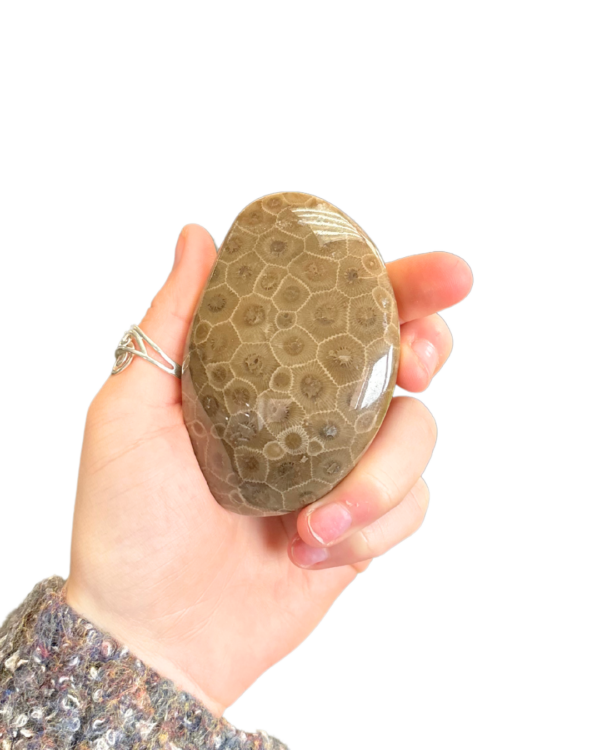 Polished Petoskey Stone