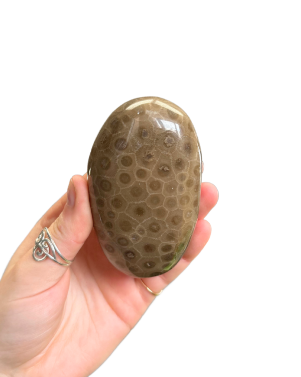 Polished Petoskey Stone