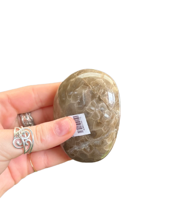 Polished Petoskey Stone