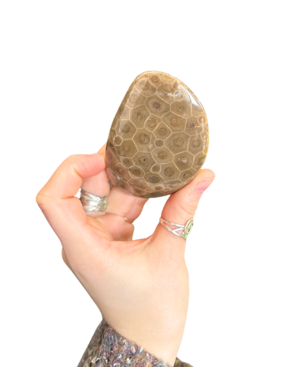 Polished Petoskey Stone