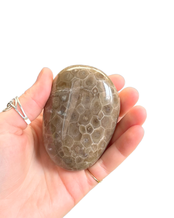 Polished Petoskey Stone