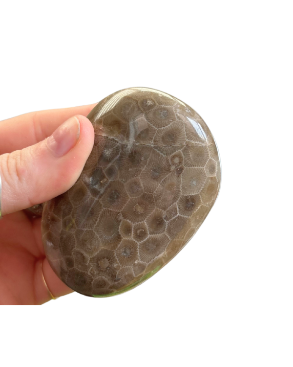 Polished Petoskey Stone