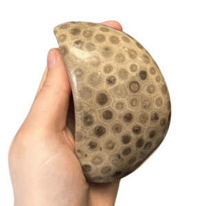 High Quality Polished Petoskey Stone