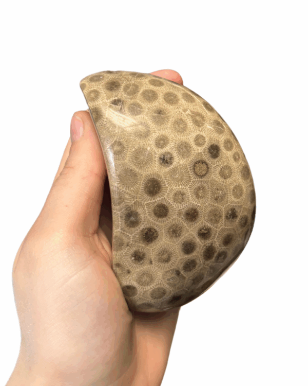 High Quality Polished Petoskey Stone