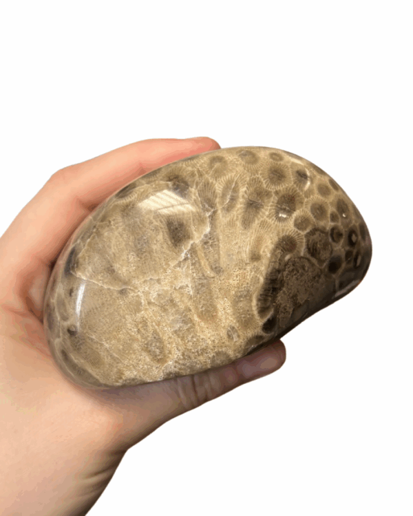 High Quality Polished Petoskey Stone