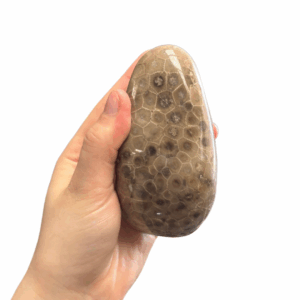 High Quality Polished Petoskey Stone