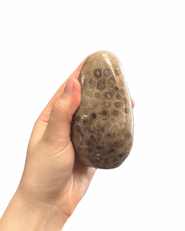 High Quality Polished Petoskey Stone
