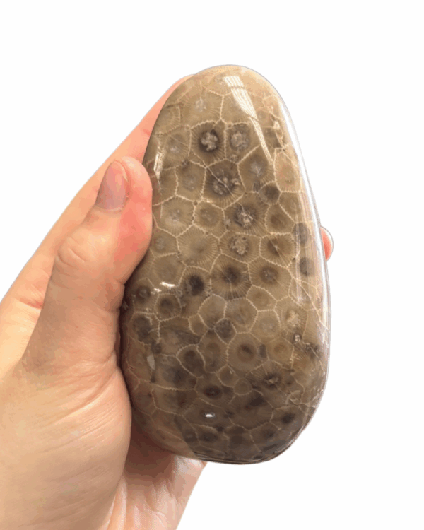 High Quality Polished Petoskey Stone