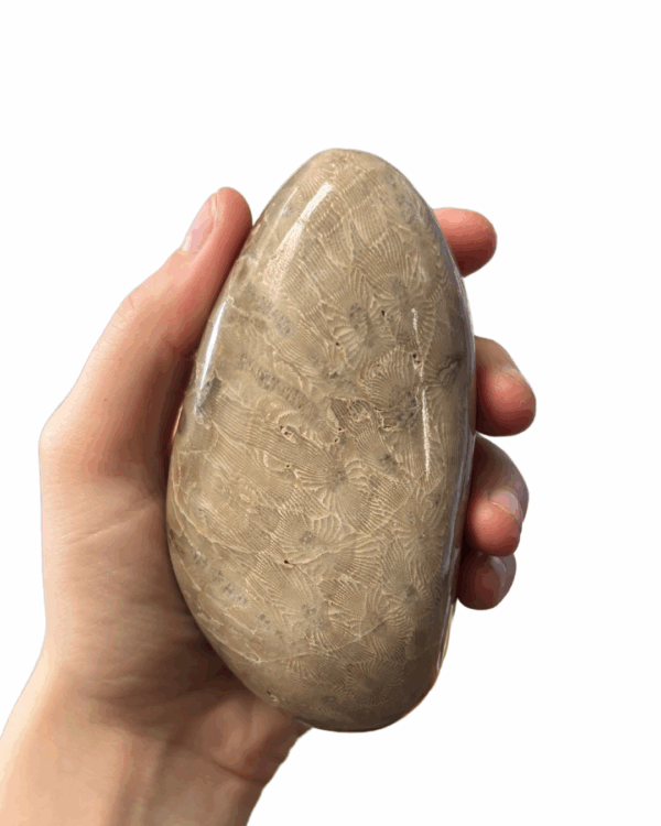 High Quality Polished Petoskey Stone