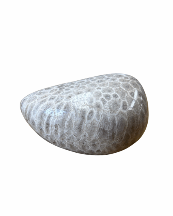 High Quality Polished Petoskey Stone