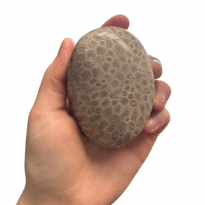 High Quality Polished Petoskey Stone