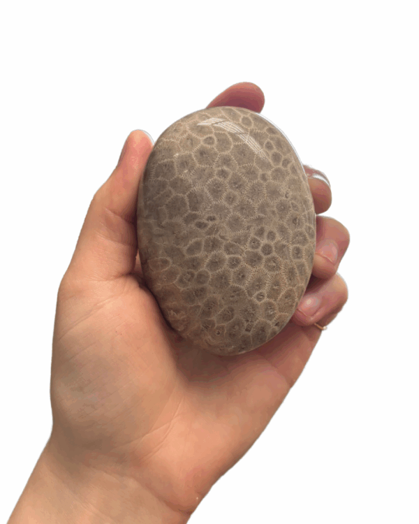 High Quality Polished Petoskey Stone