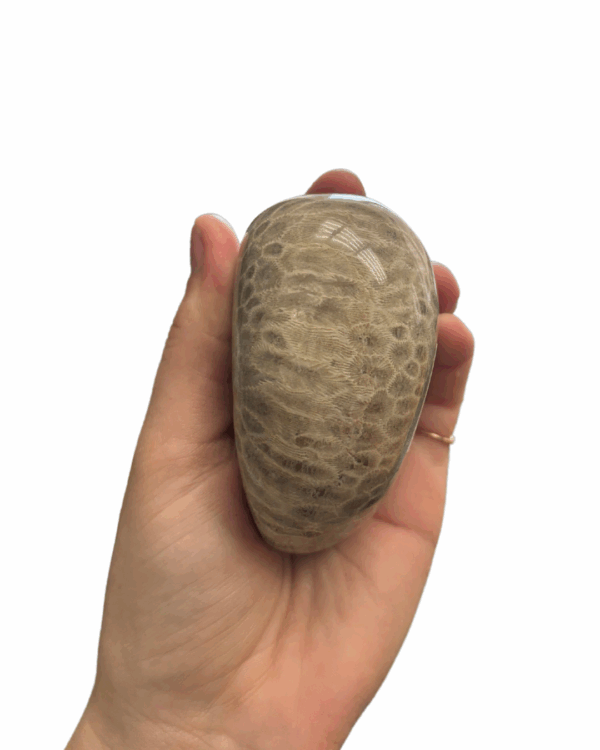 High Quality Polished Petoskey Stone