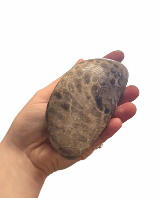 High Quality Polished Petoskey Stone