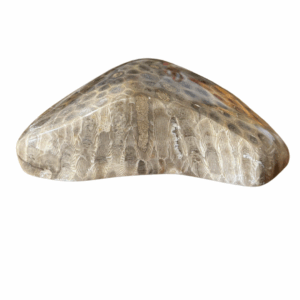 High Quality Polished Petoskey Stone