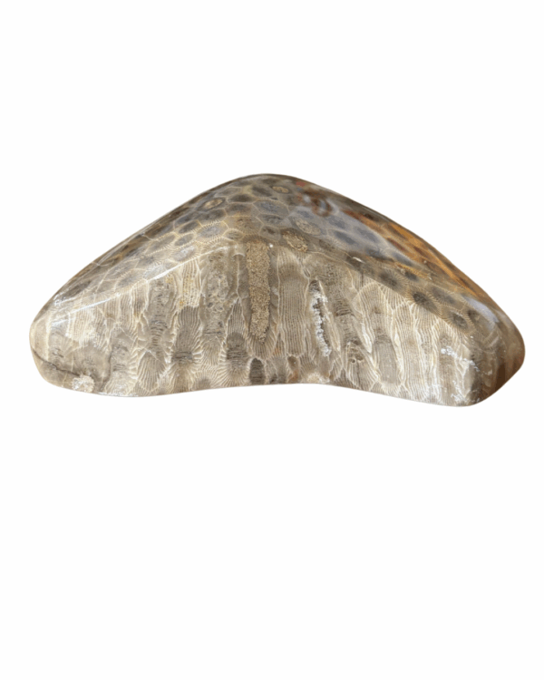 High Quality Polished Petoskey Stone