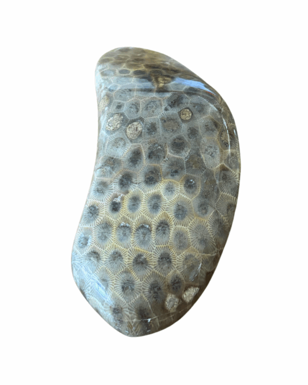 High Quality Polished Petoskey Stone