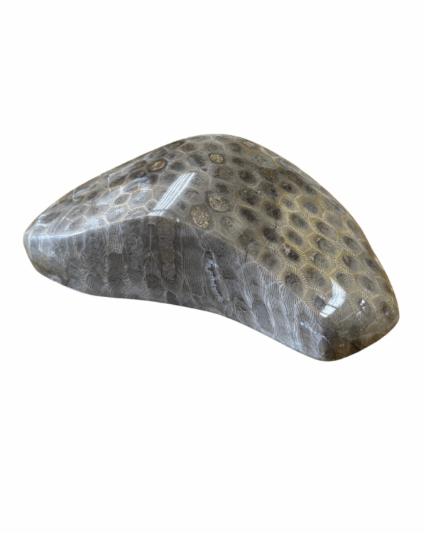 High Quality Polished Petoskey Stone