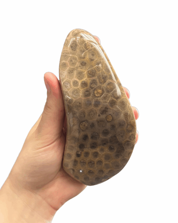 High Quality Polished Petoskey Stone