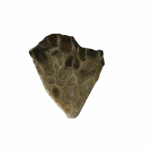 Petoskey Stone Slab
