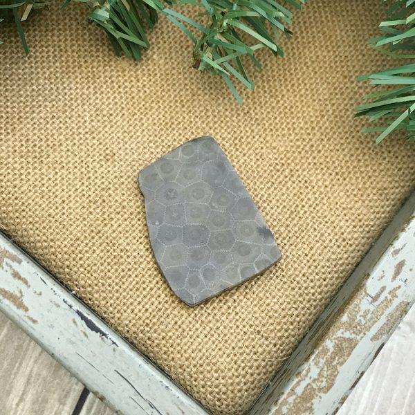 Petoskey Stone Chip C