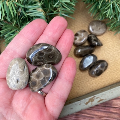 Assorted Petoskey Stones